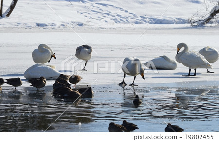 放鬆在冰的天鵝 19802455