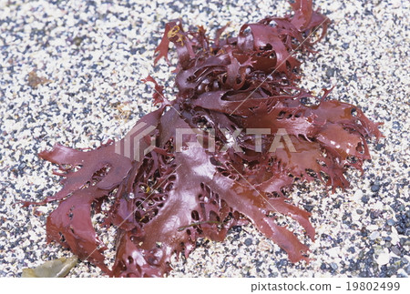 Tussakori海藻 Tussakori海藻 19802499