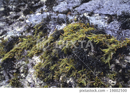 羊栖菜 羊栖菜 19802500