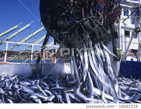Sanma being landed Kesennuma 19802518