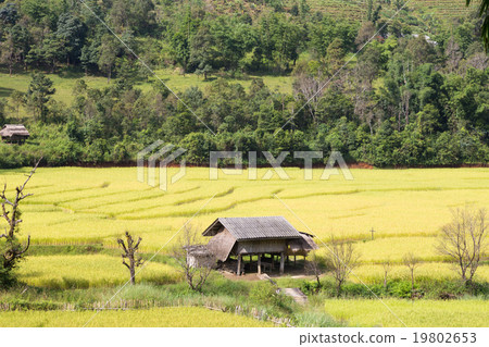 House built in the middle of rice fields. House built in the middle of rice fields. 19802653