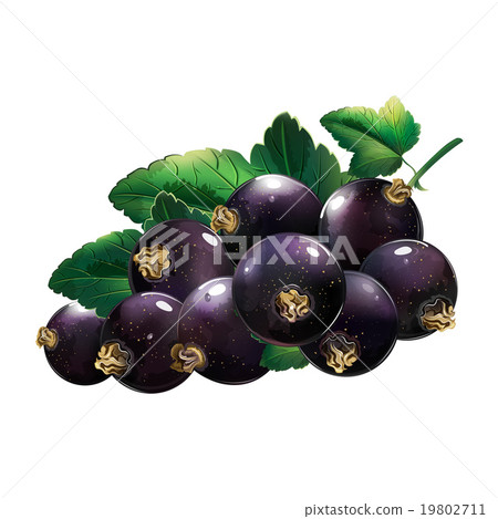 Black Currant With Leaves 19802711