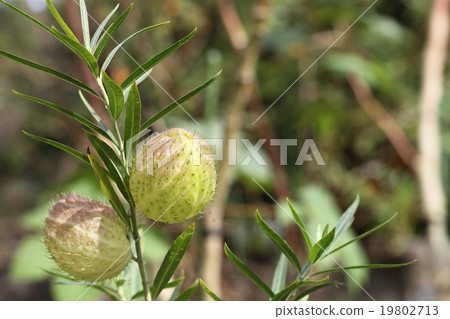 水果水果 水果水果 19802713