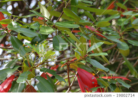 偉大的白花花和果子 19802714