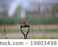 休息與在冬天領域的農業工具的一百隻鳥 19803498