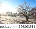 Winter landscape with hoarfrost crystal apple tree 19803841