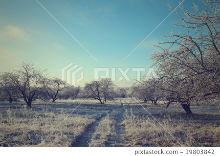 Road in the winter forest landscape Road in the winter forest landscape 19803842