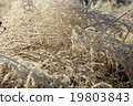 Grass with ice crystals 19803843