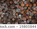 A pile of wood tree logs 19803844
