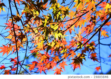 Autumnal leaves of the Keiko River and Mt. Okurayama 19803846