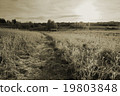 Path in cold winter field. Sepia effect landscape 19803848