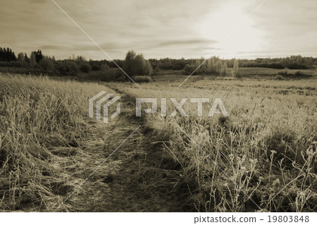 Path in cold winter field. Sepia effect landscape Path in cold winter field. Sepia effect landscape 19803848