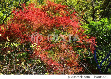 Autumnal leaves of the Keiko River and Mt. Okurayama 19803850
