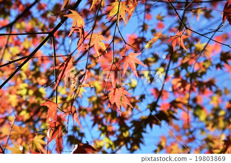 Autumnal leaves of the Keiko River and Mt. Okurayama 19803869