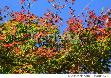 Autumnal leaves of the Keiko River and Mt. Okurayama 19803872