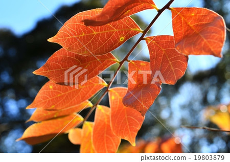 Autumnal leaves of the Keiko River and Mt. Okurayama 19803879