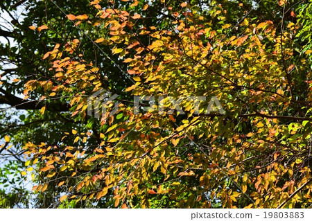 Autumnal leaves of the Keiko River and Mt. Okurayama 19803883