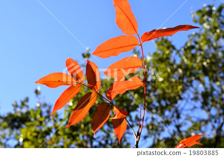Autumnal leaves of the Keiko River and Mt. Okurayama 19803885