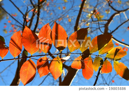 Autumnal leaves of the Keiko River and Mt. Okurayama 19803886