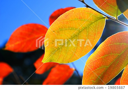 Autumnal leaves of the Keiko River and Mt. Okurayama 19803887