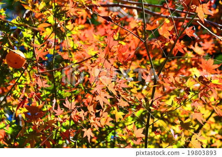 Autumnal leaves of the Keiko River and Mt. Okurayama 19803893