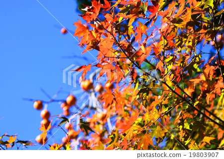 Autumnal leaves of the Keiko River and Mt. Okurayama 19803907