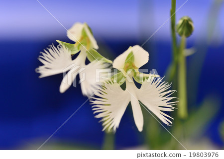 Sagisou（蒼鷺） 19803976