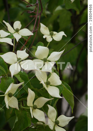 White flowers of Yamabote 19804466