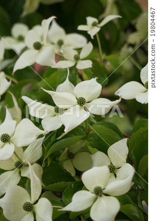 White flowers of Yamabote 19804467