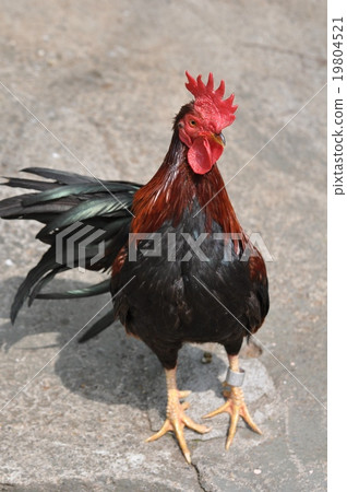 Chicken Chicken 19804521