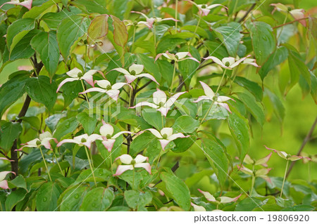 山崎花像可愛的小鳥 照片素材 圖片 圖庫