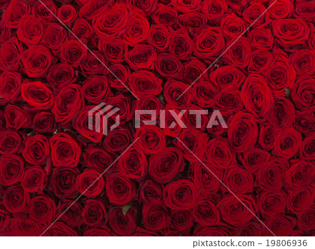 Natural red roses background Natural red roses background 19806936
