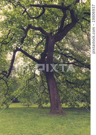 Ancient oaks leafy treetop 19806937
