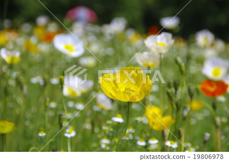 Poppy field 19806978