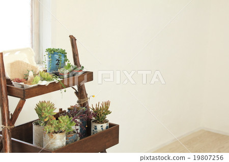 Succulent plant interior image Succulent plant interior image 19807256