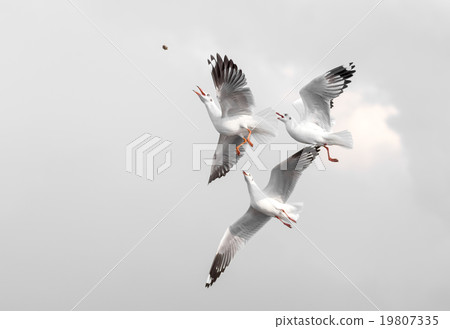 Fight for food 19807335