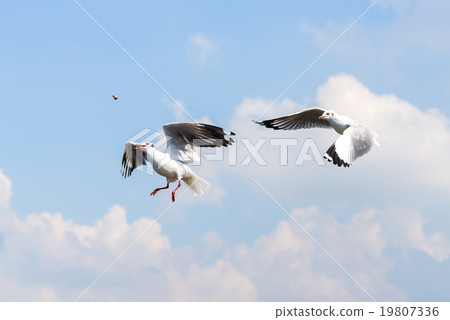 Fight for food 19807336