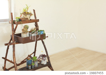 多汁植物室內圖像 多汁植物室內圖像 19807455