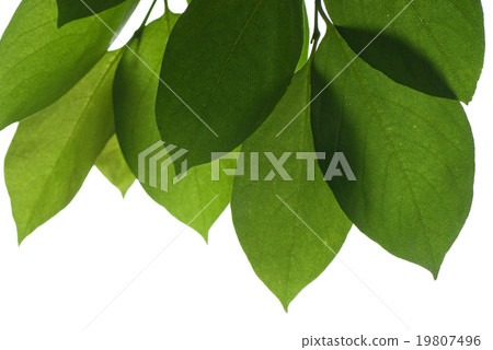Eco green leaves green 19807496
