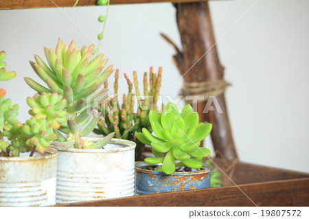 Succulent plant interior image Succulent plant interior image 19807572
