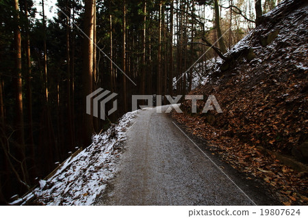 Winter cedar forest 19807624