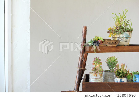 多汁植物室內圖像 19807686