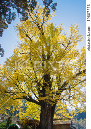 Miyazono的銀杏 19807758