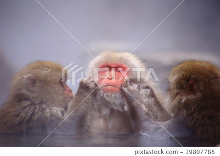一隻猴子沉浸在溫泉里 19807788