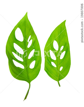 young green monstera (var. expilata) leafs young green monstera (var. expilata) leafs 19807806