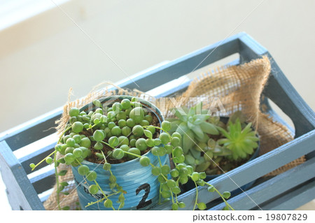 綠色項鍊 19807829