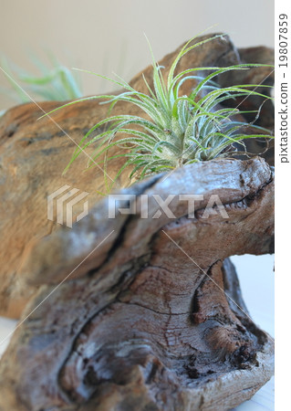 漂流木和空氣植物 漂流木和空氣植物 19807859