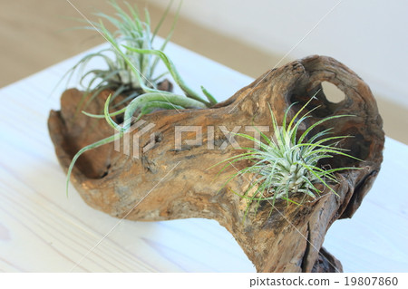 漂流木和空氣植物 19807860