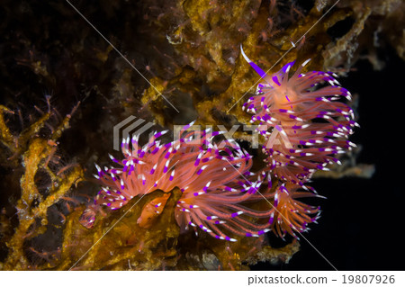 Flabellina affinis Nudibranch, Sea Slug Flabellina affinis Nudibranch, Sea Slug 19807926