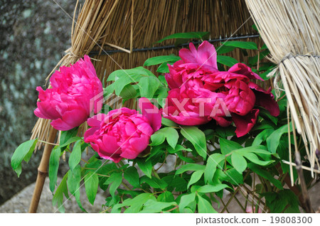 Winter Peony 19808300